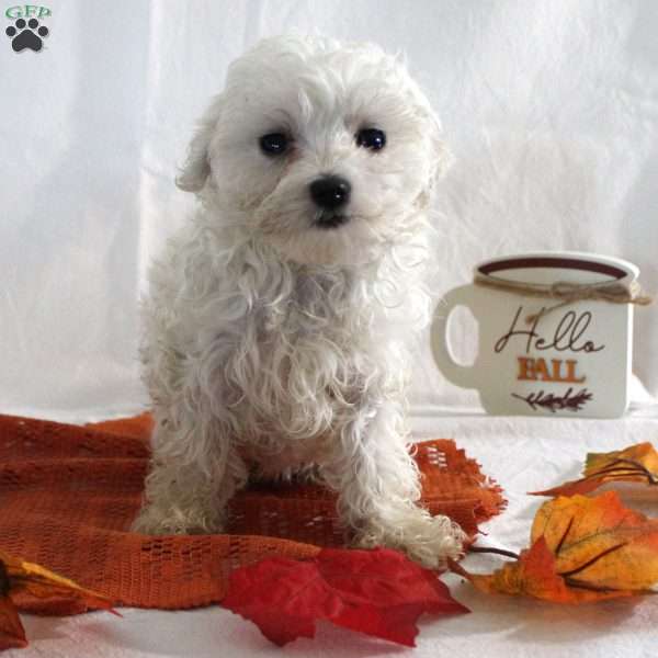 Ronald, Maltese Puppy